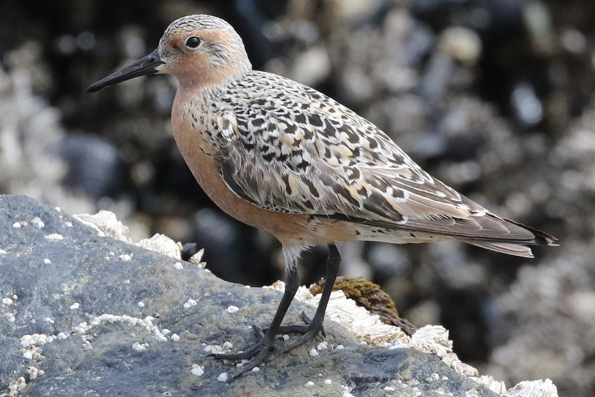 Red Knot - ML102271861