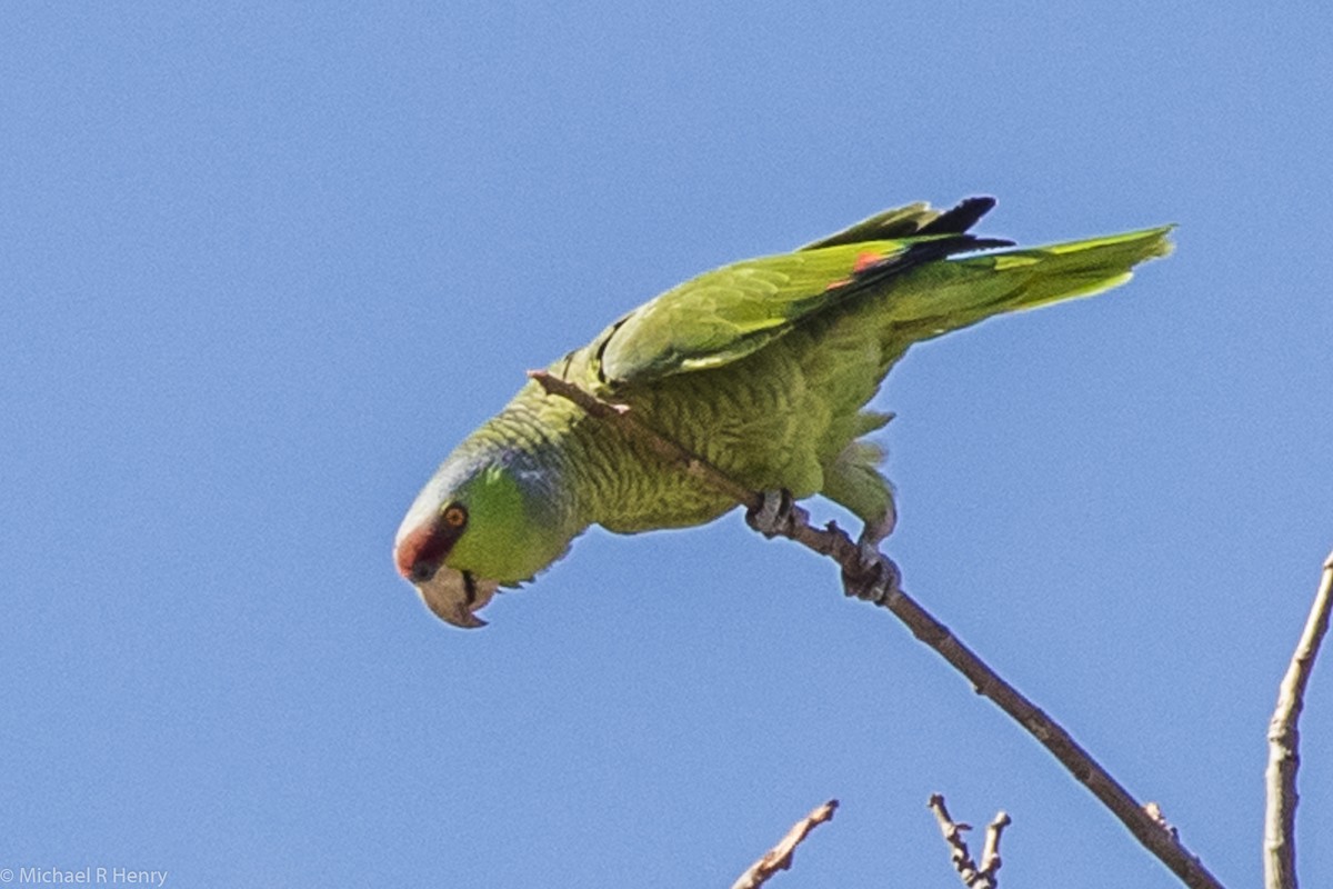 Lilac-crowned Parrot - ML102272091