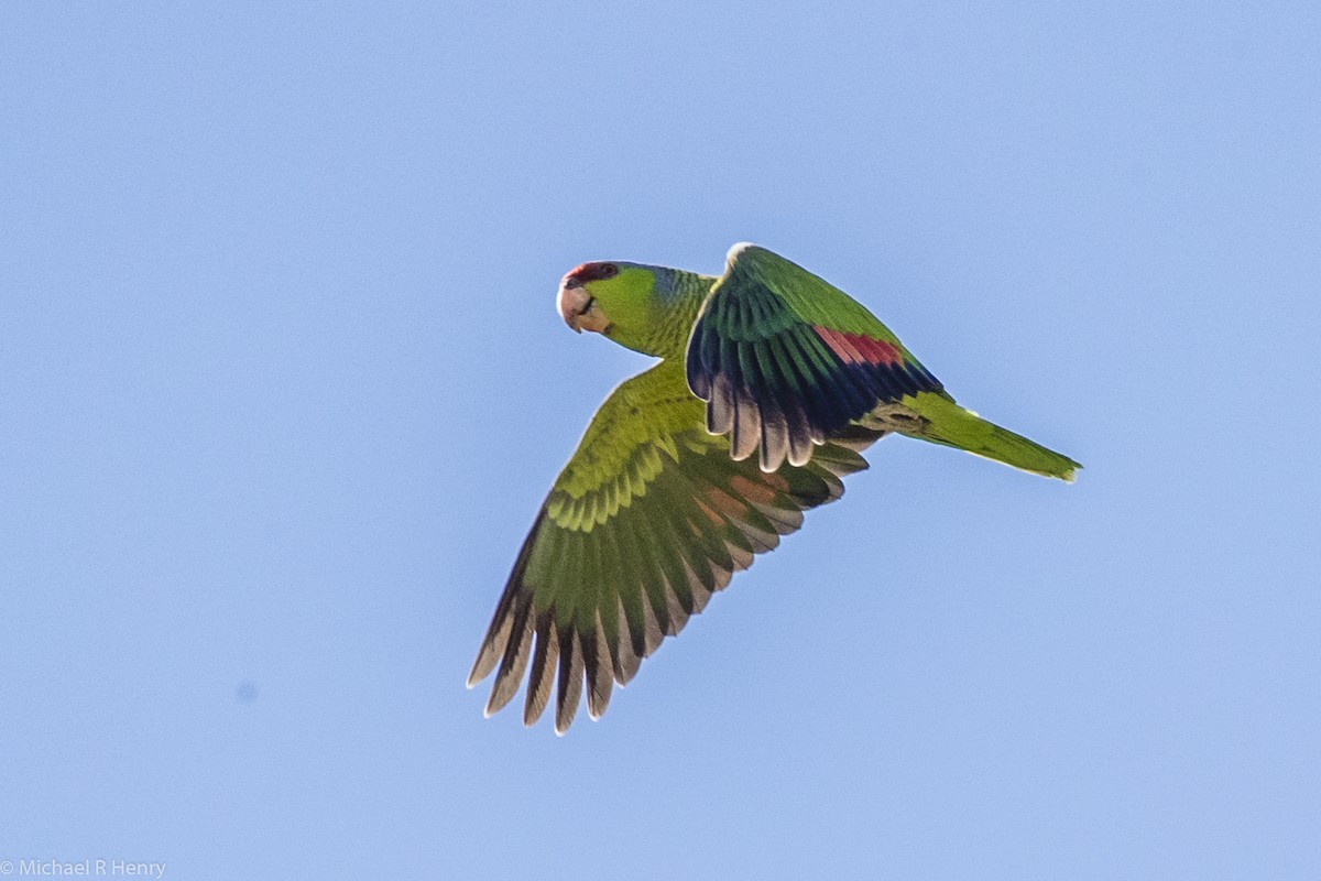 Lilac-crowned Parrot - ML102272111