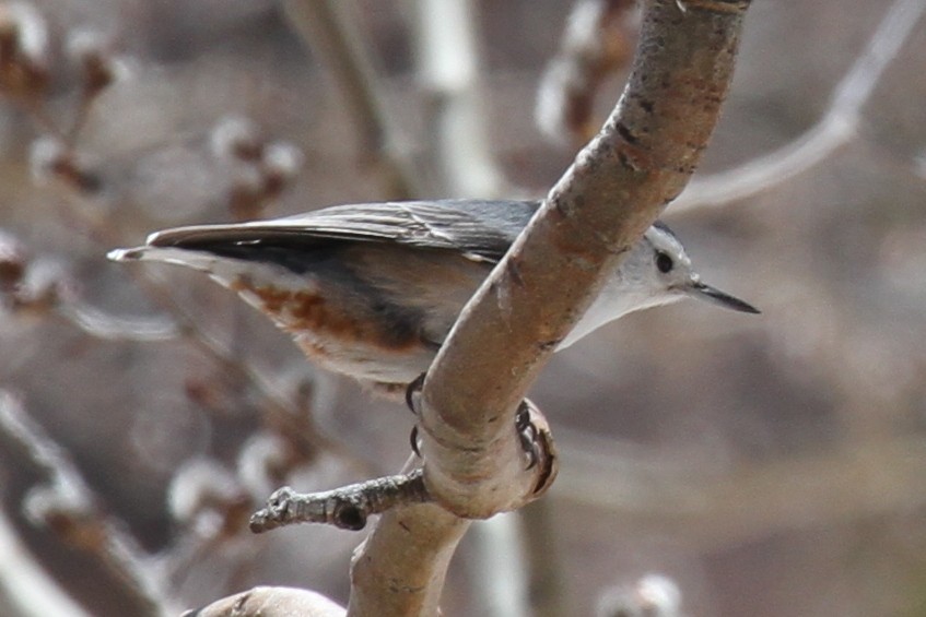 White-breasted Nuthatch - Steve Calver