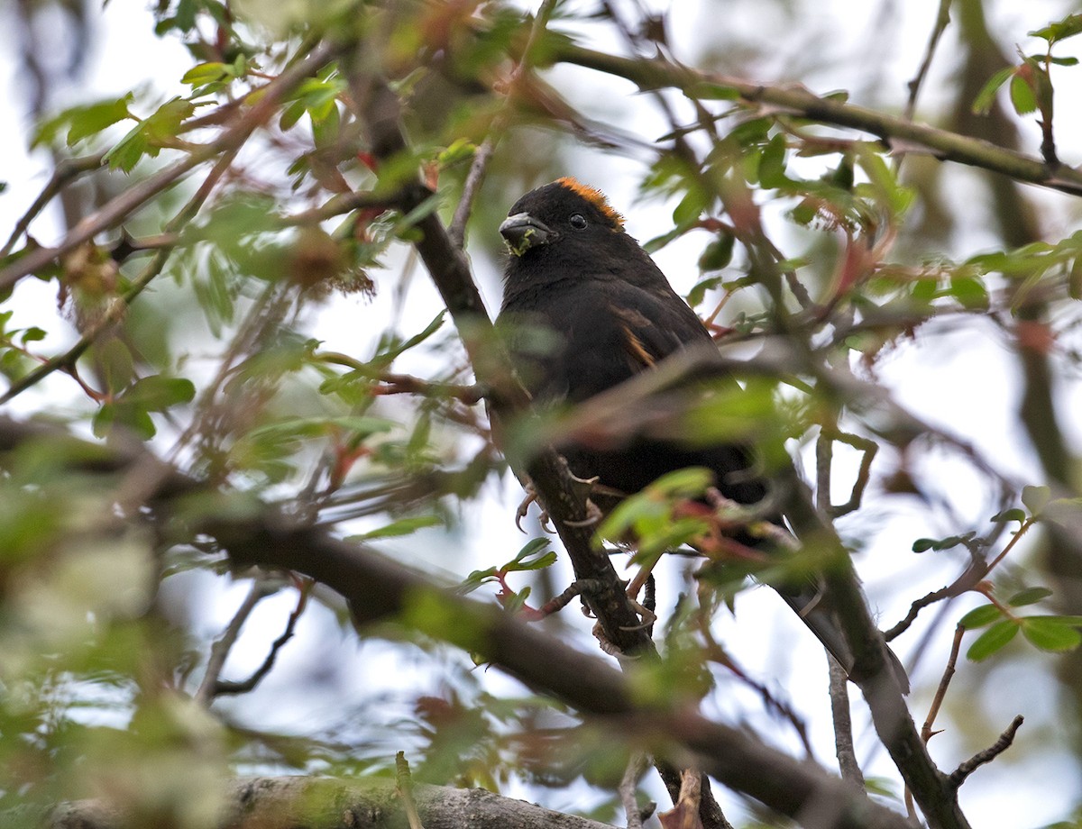 Gold-naped Finch - Sam Woods