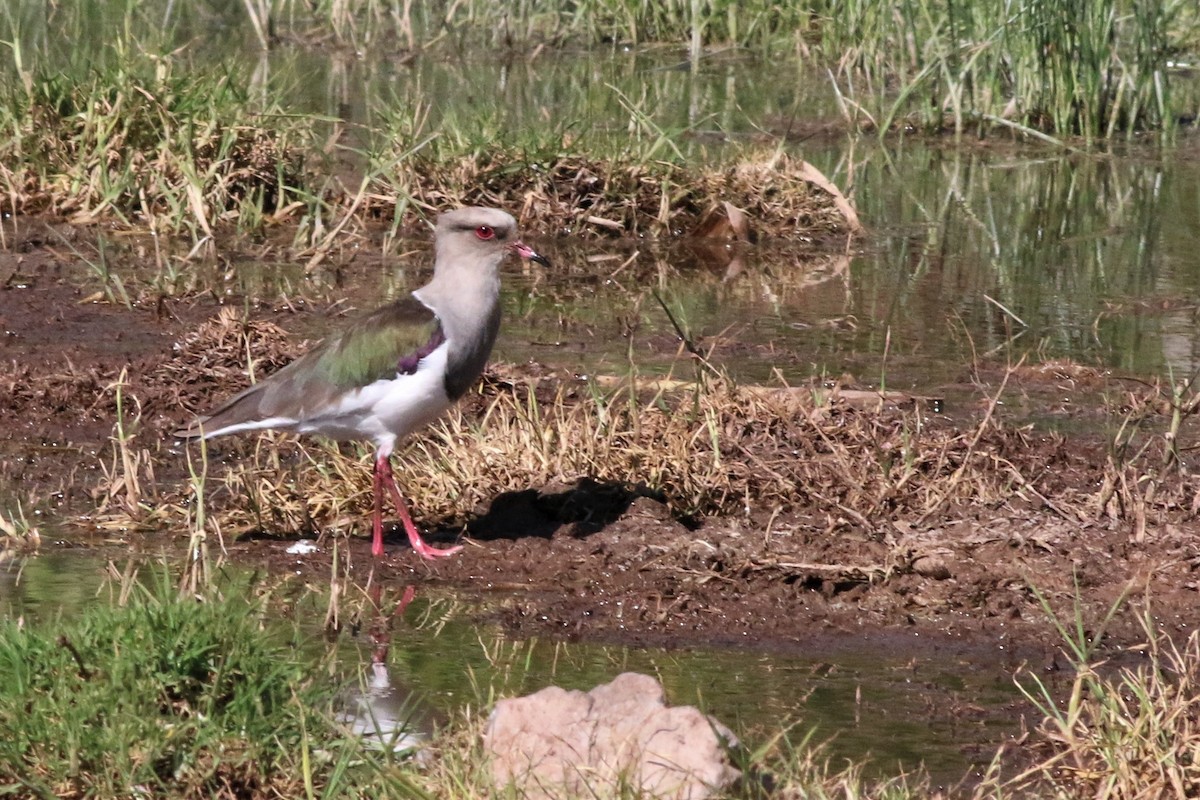 Andean Lapwing - ML102280141
