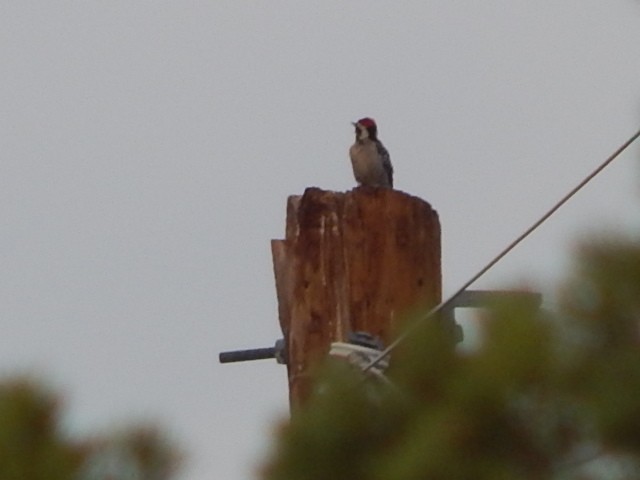 Ladder-backed Woodpecker - ML102281791