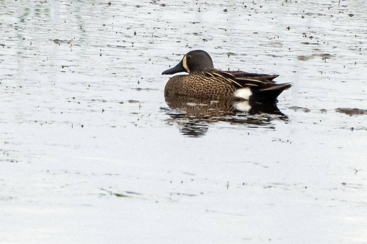 Blue-winged Teal - ML102282621