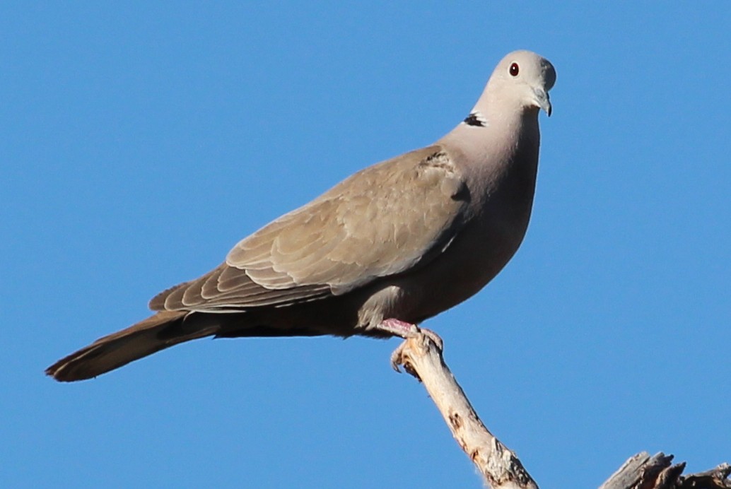 Eurasian Collared-Dove - sam hough