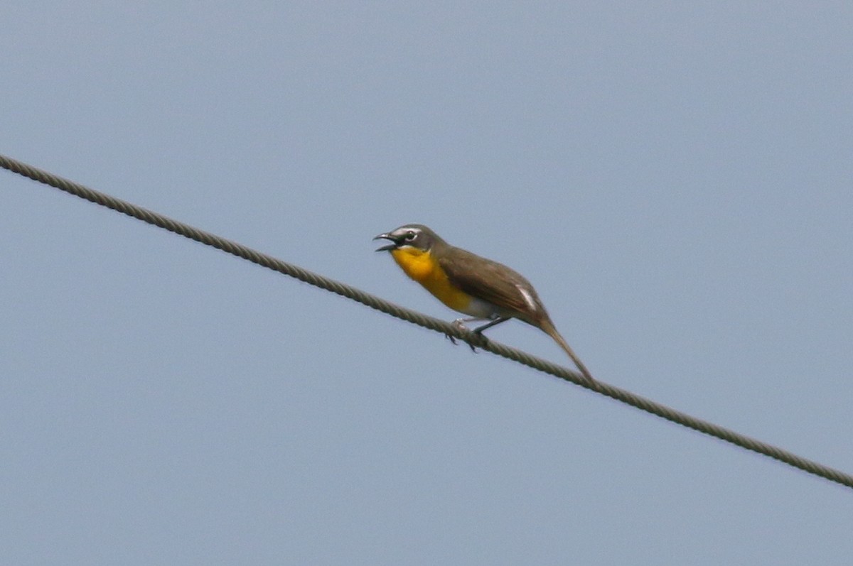 Yellow-breasted Chat - Aaron  Brees