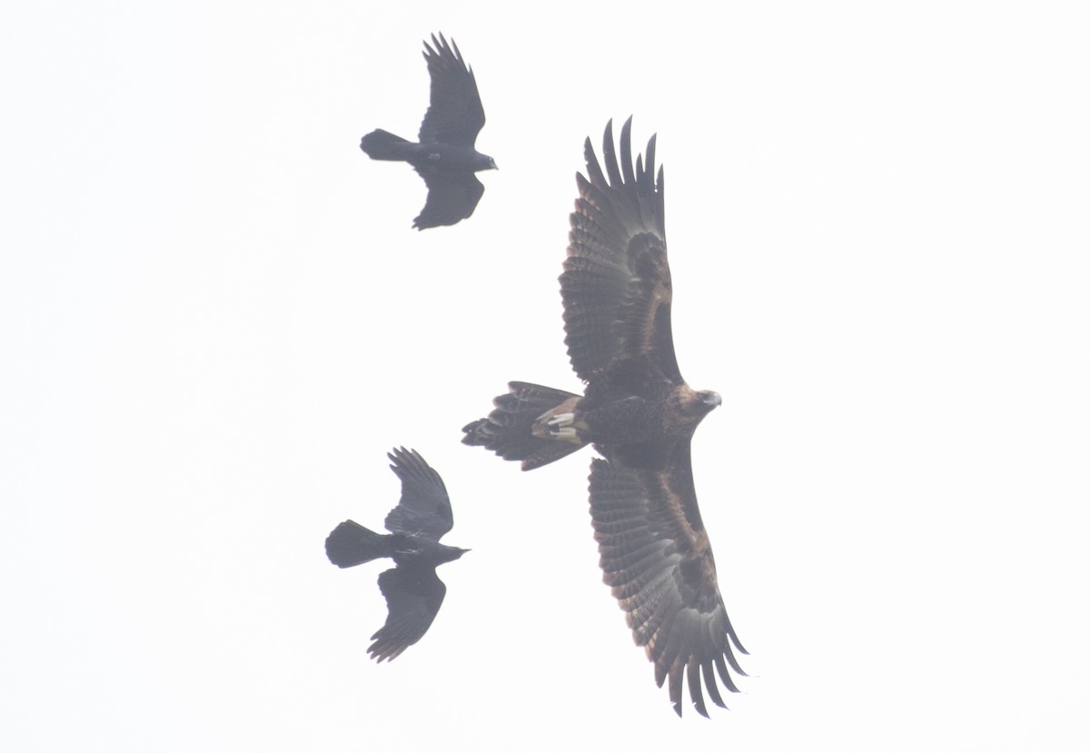 Wedge-tailed Eagle - John Daniels