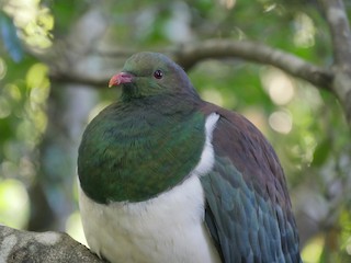 New Zealand Pigeon, ML102292191