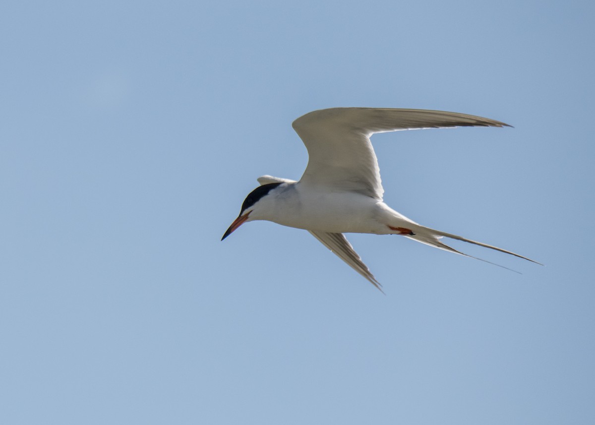 Forster's Tern - Ernest Rowley