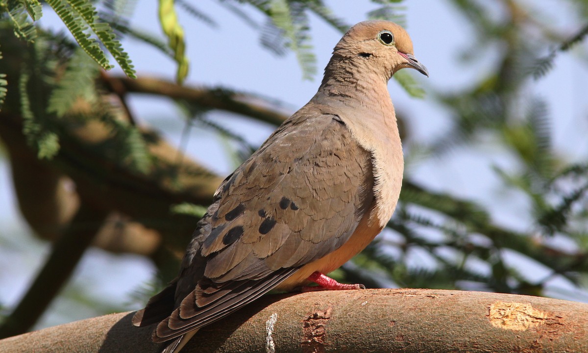 Mourning Dove - Sean Fitzgerald