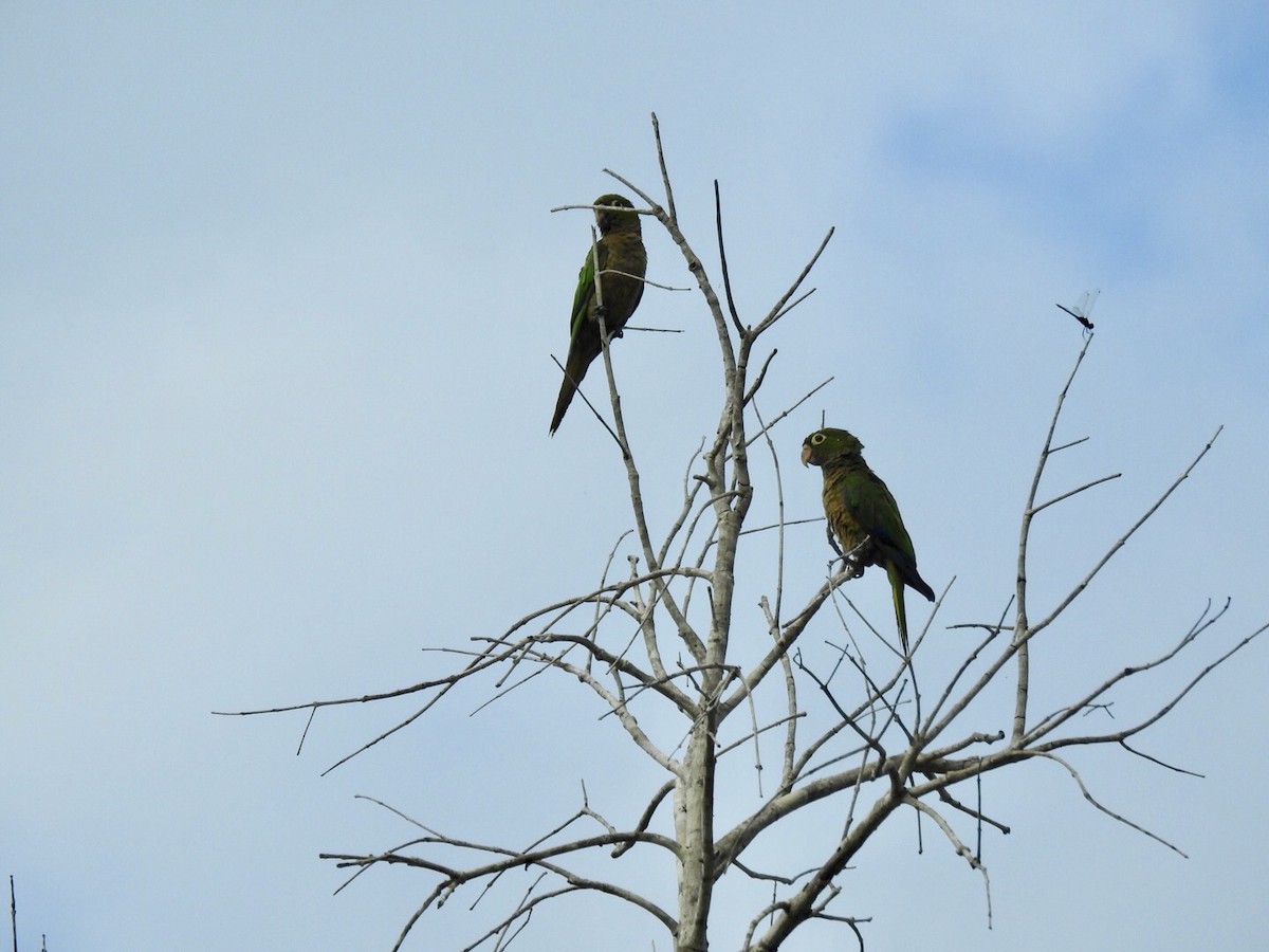 Olive-throated Parakeet (Aztec) - ML102296521