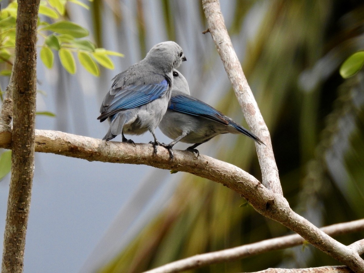 Blue-gray Tanager - ML102296611