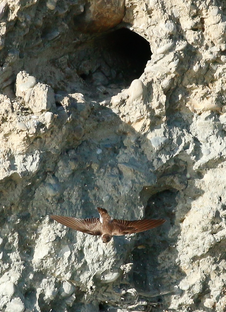 Northern Rough-winged Swallow - Kirk Swenson