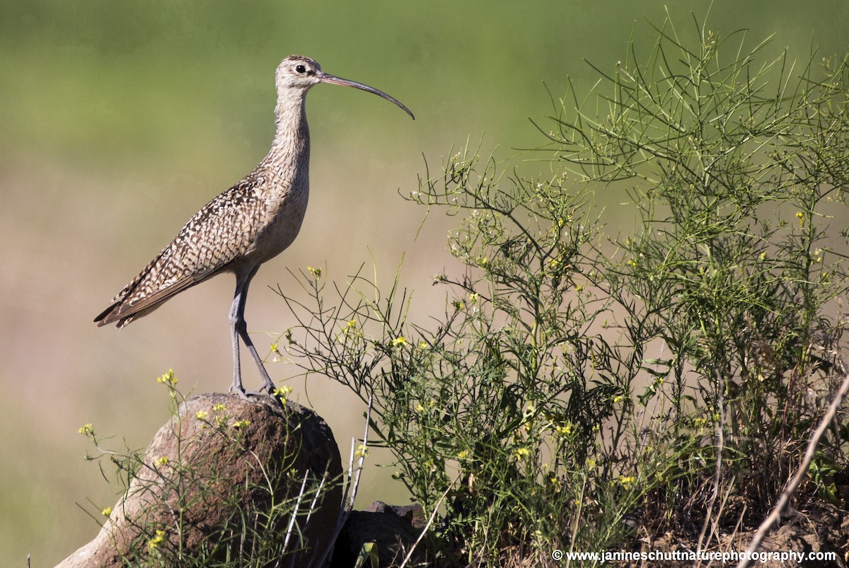 Long-billed Curlew - ML102297141