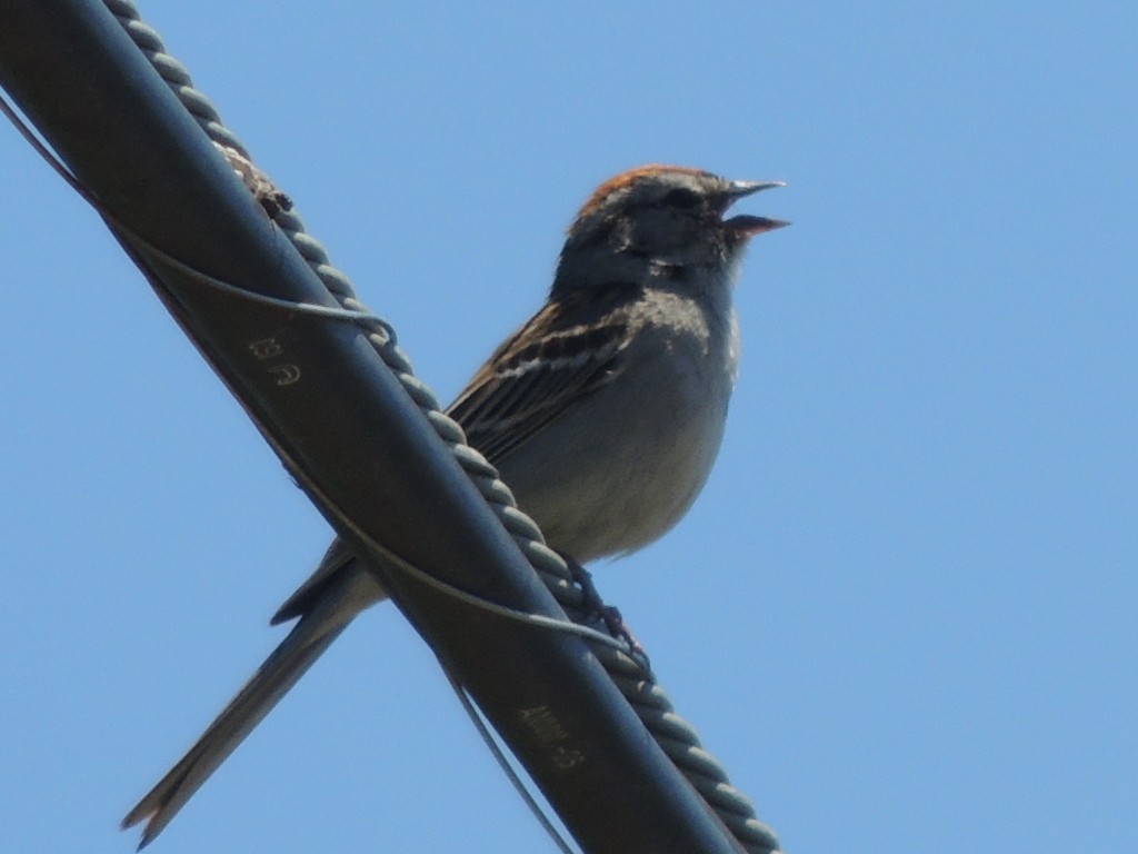 Chipping Sparrow - ML102297741