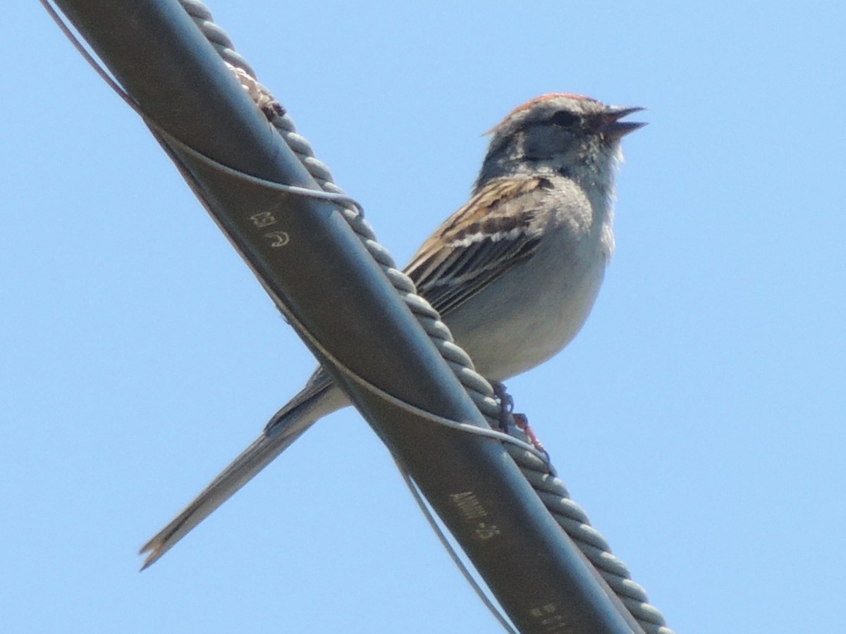 Chipping Sparrow - ML102297771