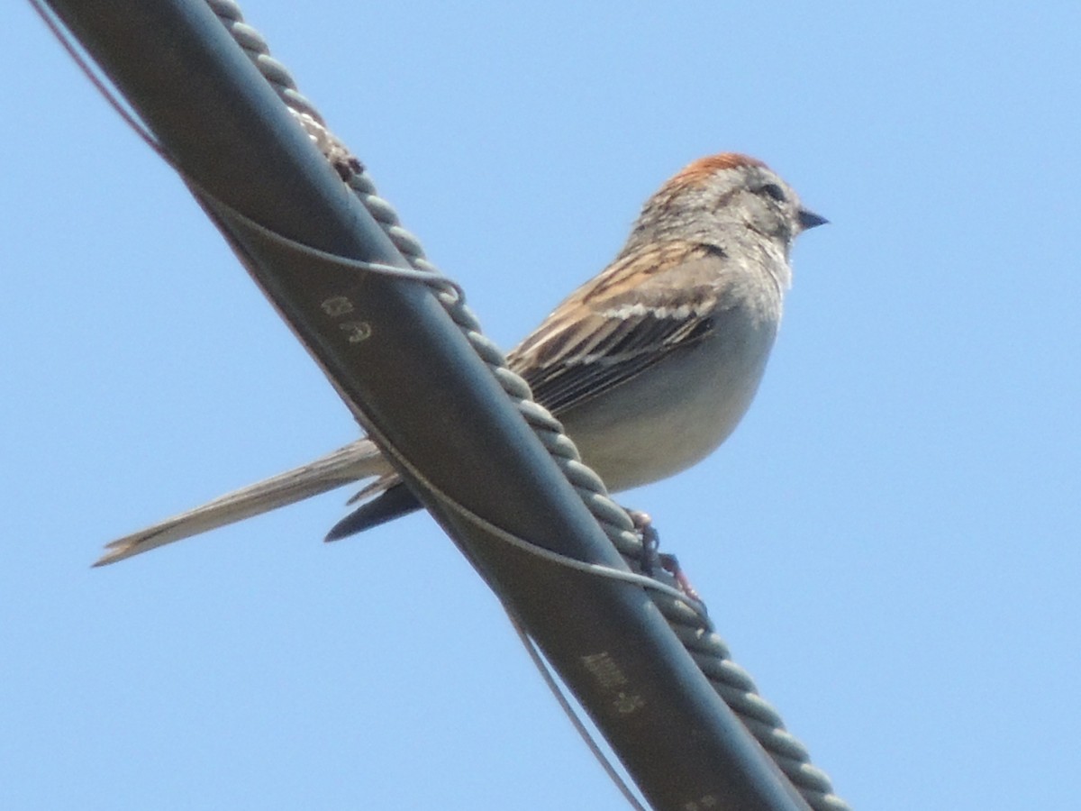 Chipping Sparrow - ML102297781