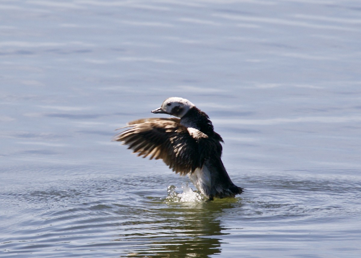 Long-tailed Duck - Dave Bengston