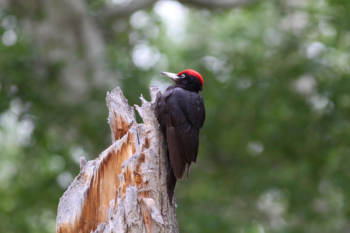 Black Woodpecker - ML102298981