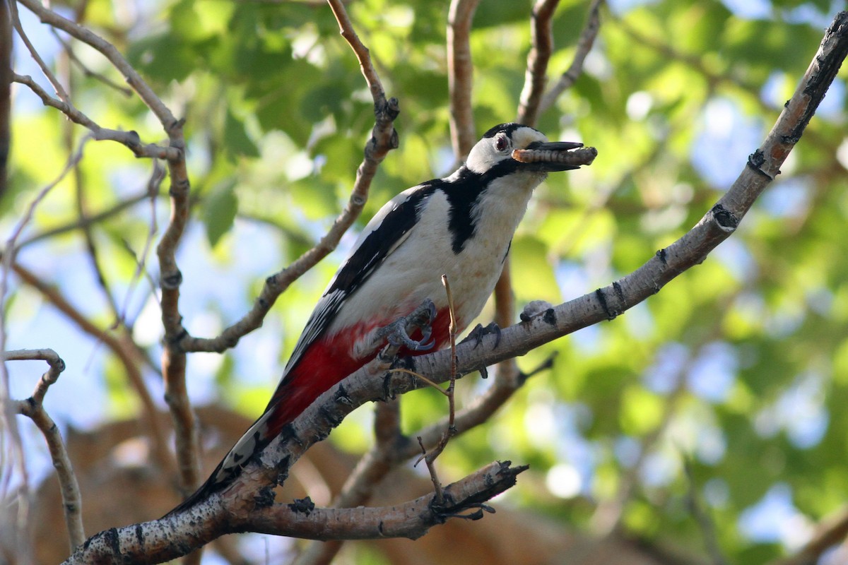 White-winged Woodpecker - Min Zhao