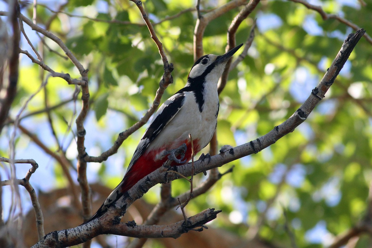 White-winged Woodpecker - Min Zhao