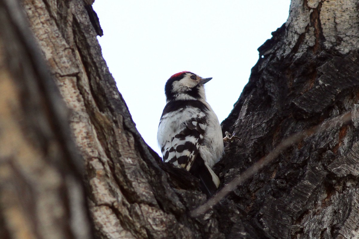 Lesser Spotted Woodpecker - ML102299641