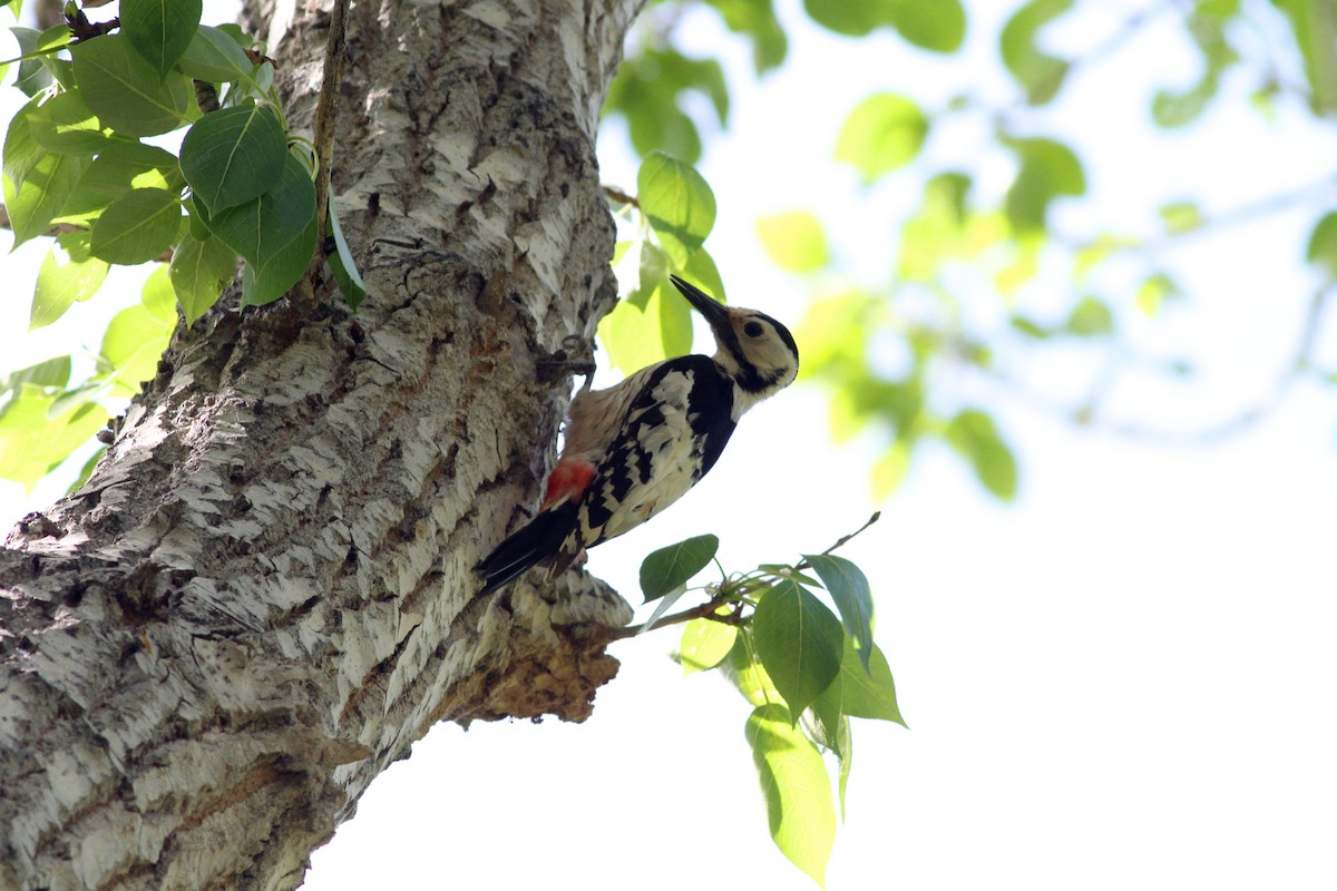White-backed Woodpecker - ML102299661