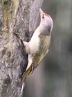 Gray-headed Woodpecker - John Lee