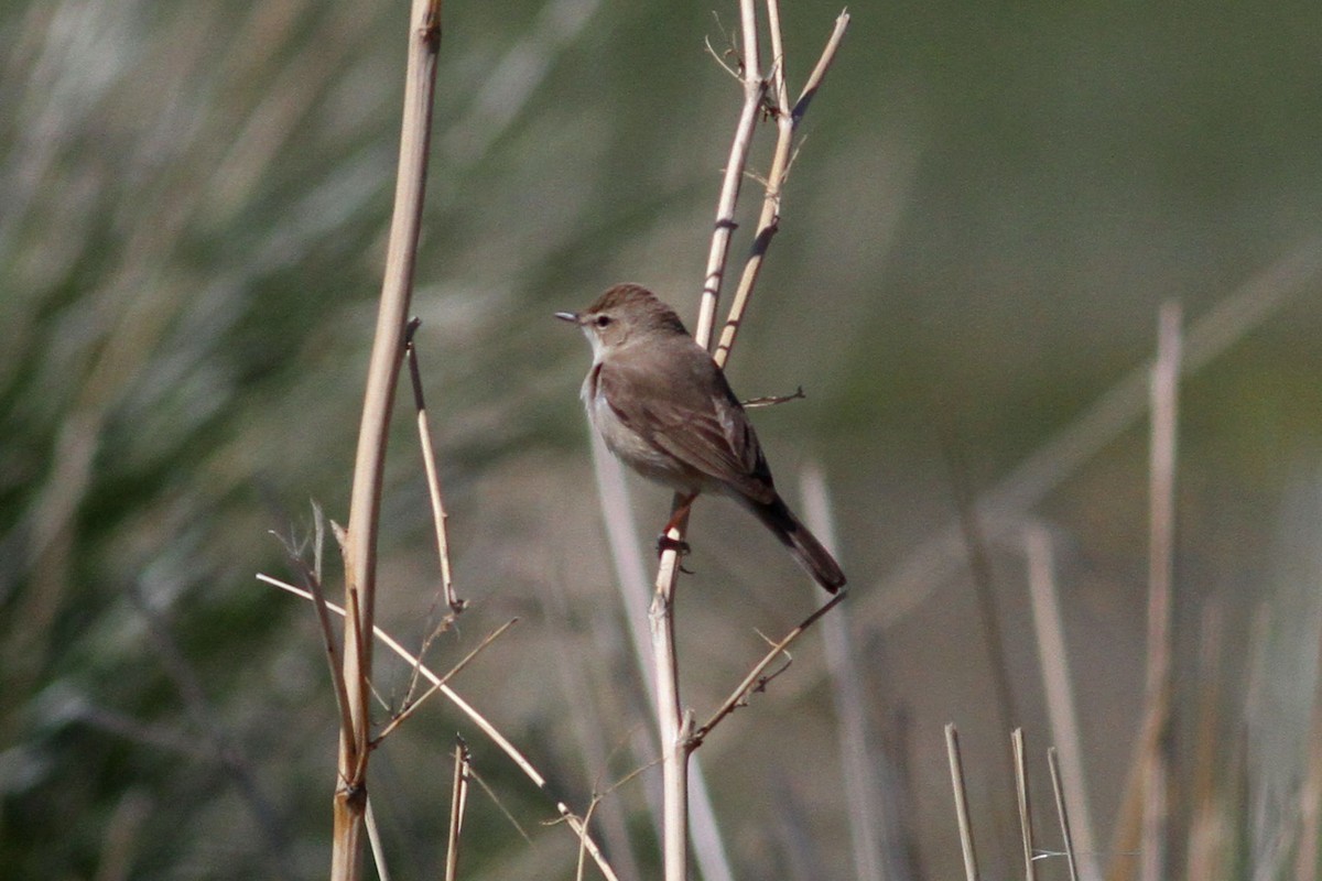 Booted Warbler - Min Zhao