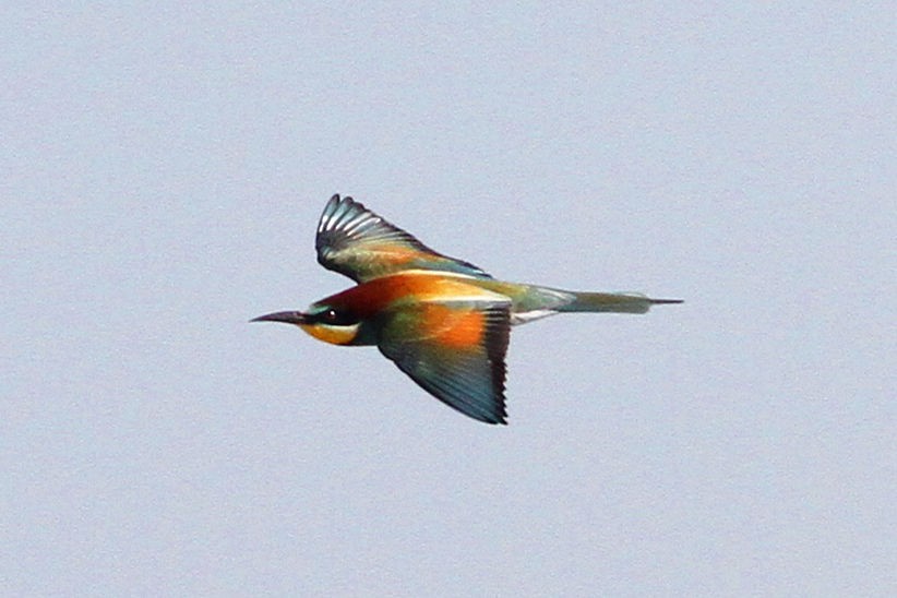 European Bee-eater - ML102300841