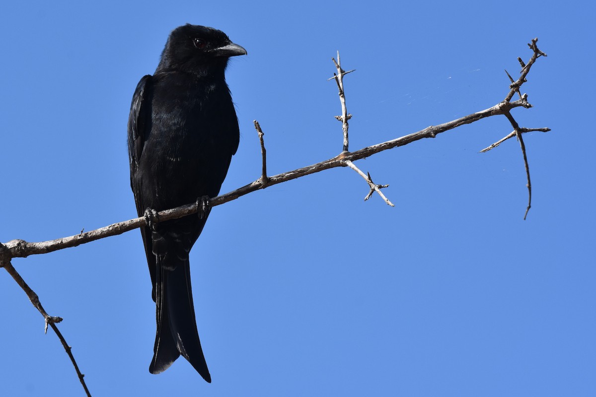 Fork-tailed Drongo - ML102302051