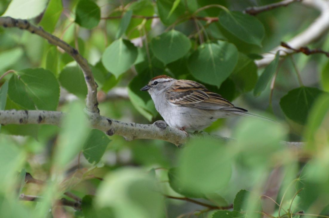 Chipping Sparrow - ML102305931