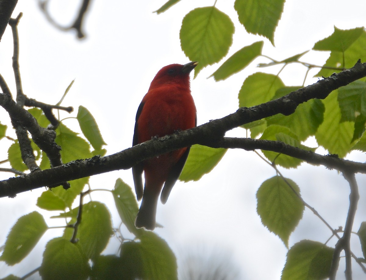 Scarlet Tanager - ML102309771