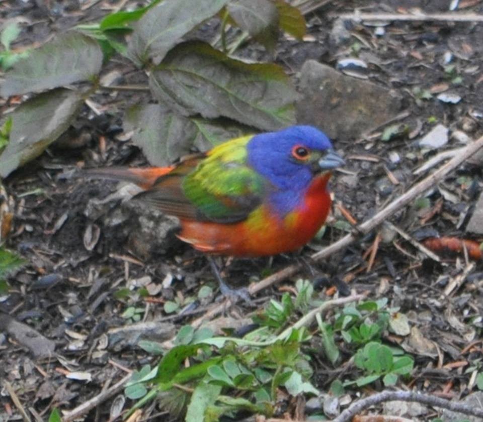 Painted Bunting - ML102310951