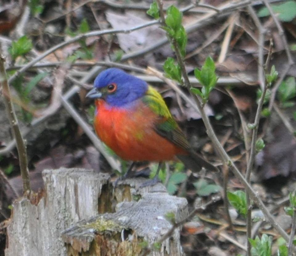 Painted Bunting - ML102310971