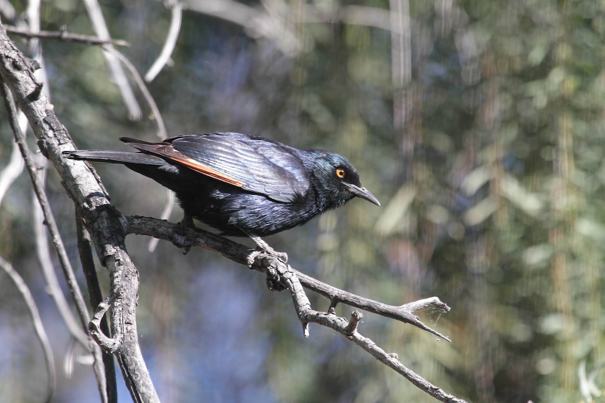 Pale-winged Starling - ML102311781