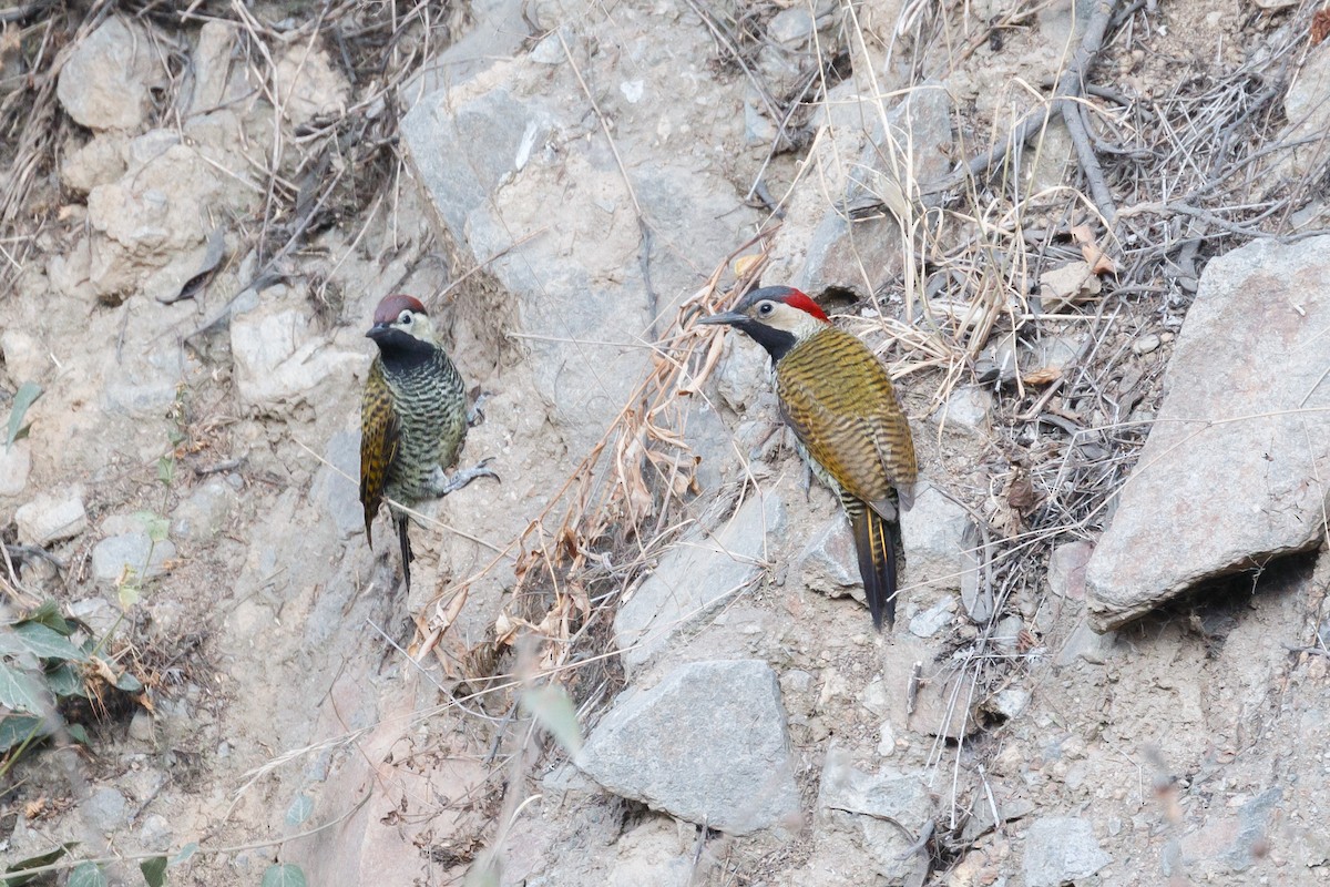 Black-necked Woodpecker - ML102314161