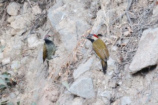  - Black-necked Woodpecker