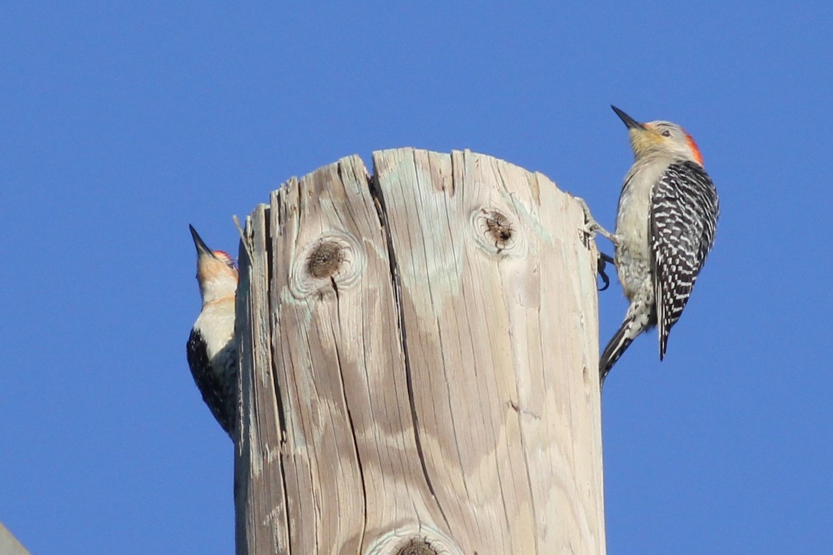 Red-bellied Woodpecker - Michael Clay