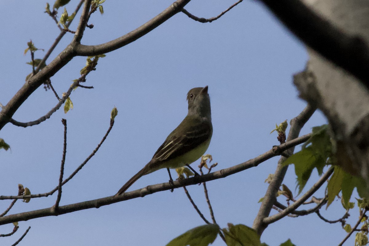 Great Crested Flycatcher - ML102315861