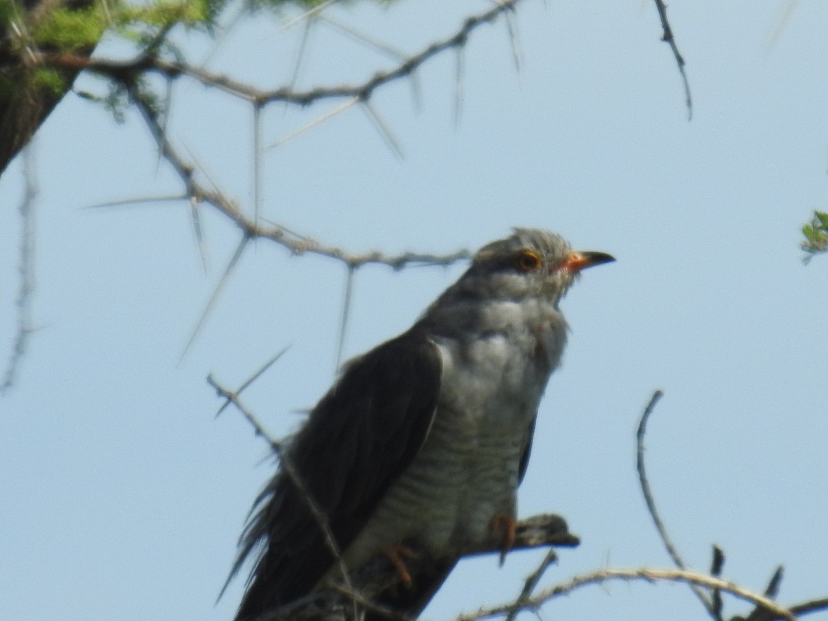 African Cuckoo - John Finch