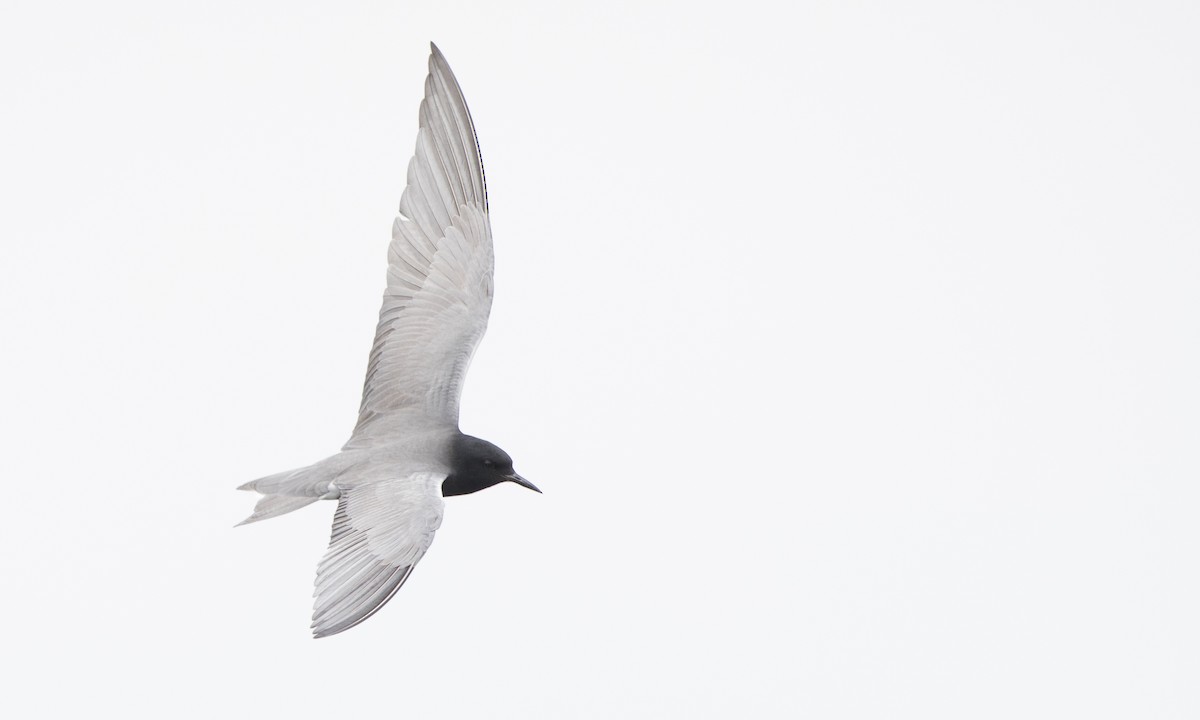 Black Tern - Steve Kelling