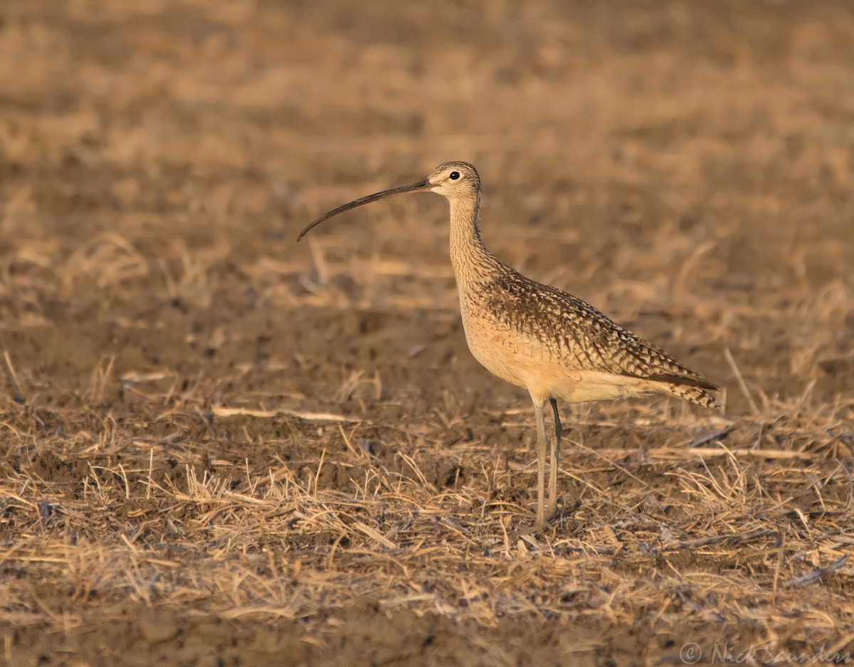 Long-billed Curlew - ML102321031
