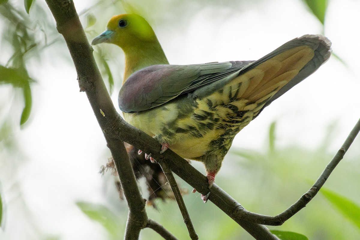 Wedge-tailed Green-Pigeon - M V BHAKTHA