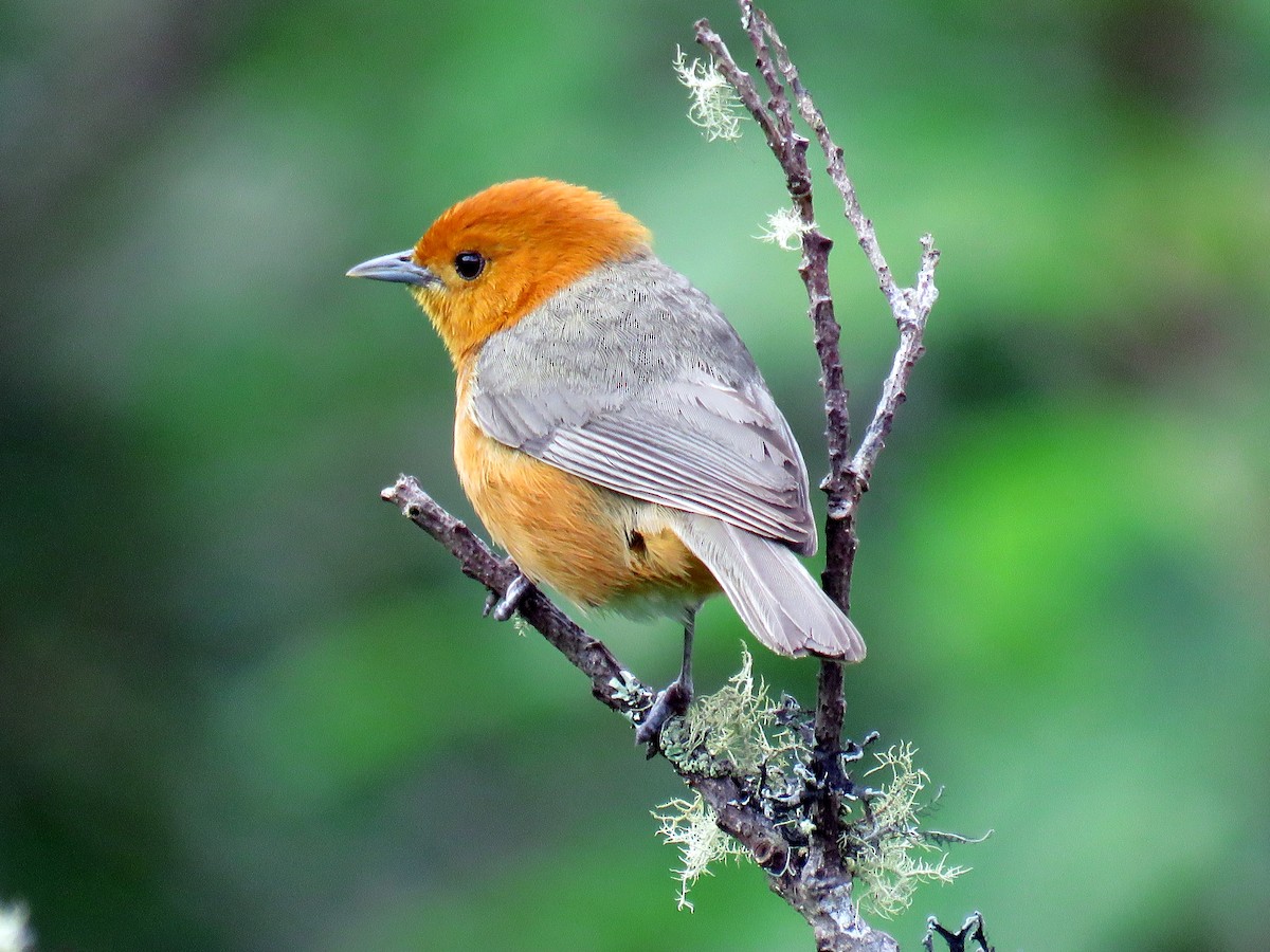 Rufous-chested Tanager - ML102321731