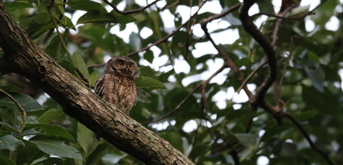 Whiskered Screech-Owl - Daniel Aldana | Ornis Birding Expeditions