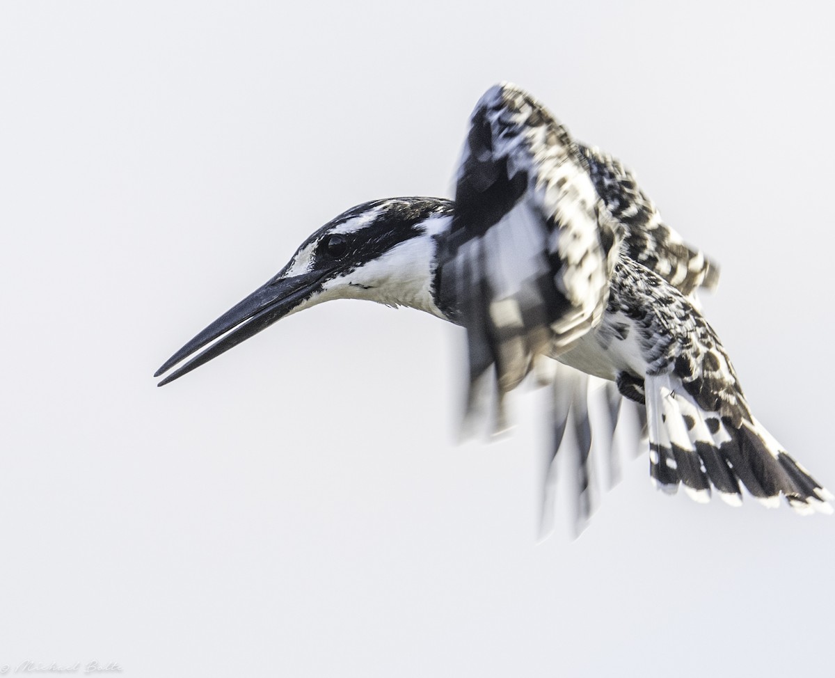 Pied Kingfisher - Michael Bolte