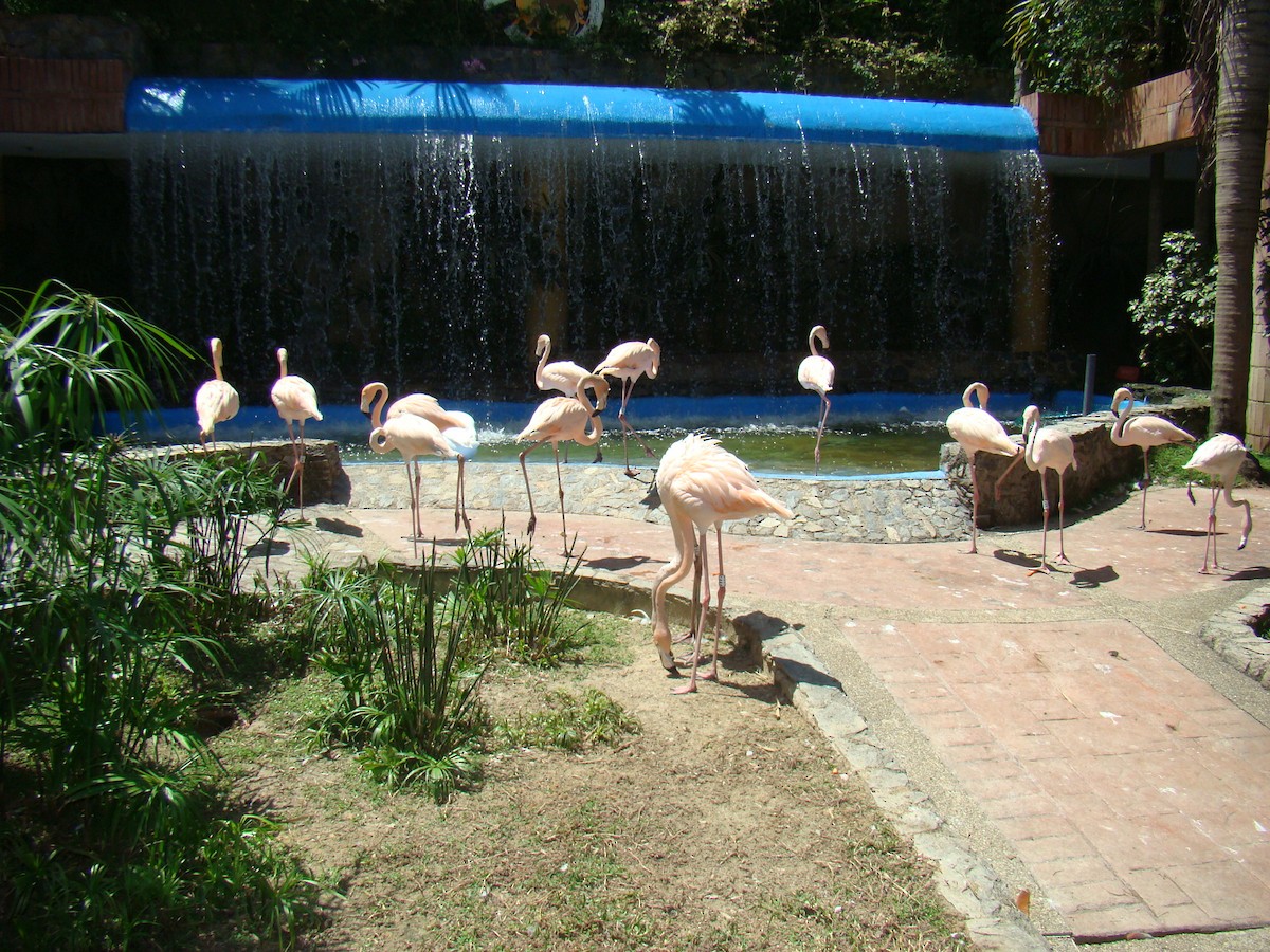 American Flamingo - Pedro Javier Arriaga Aguirre