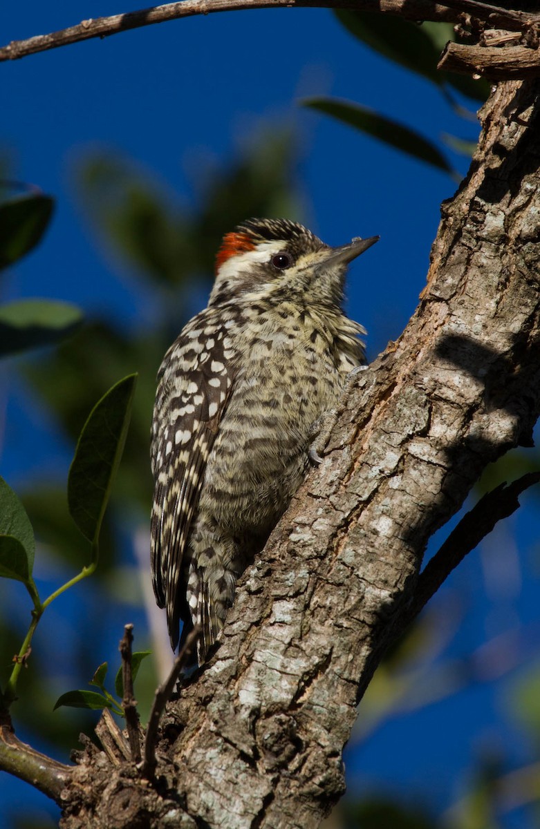 Checkered Woodpecker - Santiago Imberti