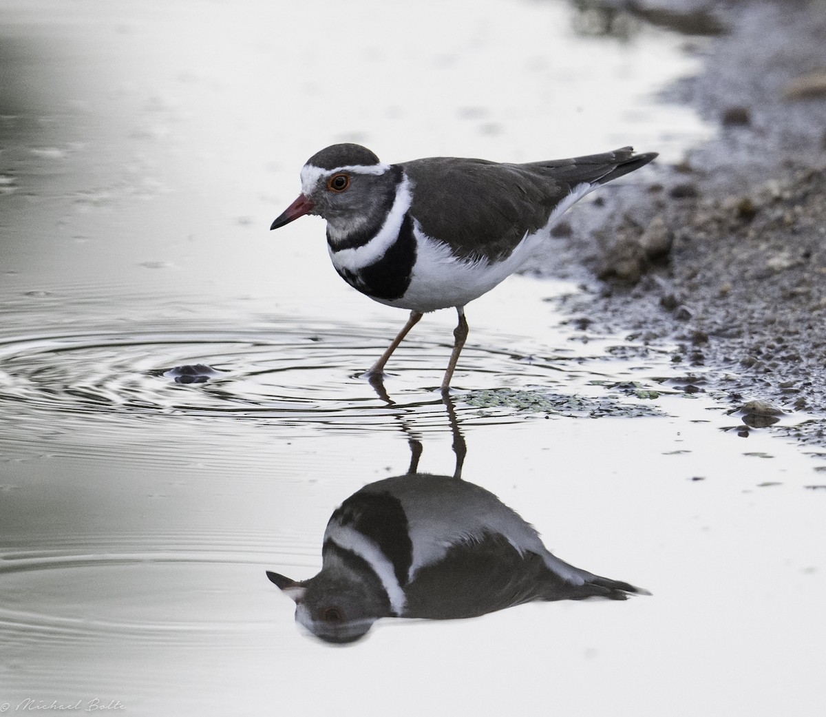 Three-banded Plover - Michael Bolte